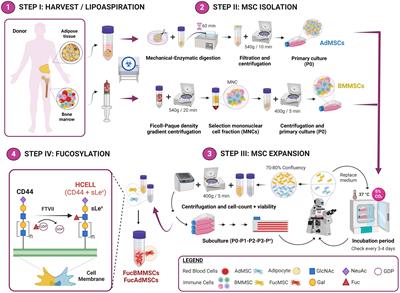 Optimizing cryopreservation conditions for use of fucosylated human mesenchymal stromal cells in anti-inflammatory/immunomodulatory therapeutics